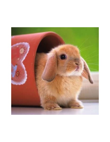 Ravensburger 15223 Puzzle 500 pz Animali