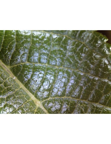 Celestron 44311 microscopio 216x Microscopio digitale