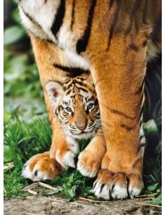 Clementoni Bengal Tiger Club Between Its Mother's Legs - 500 pcs - High Quality Collection 2