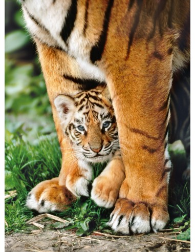 Clementoni Bengal Tiger Club Between Its Mother's Legs - 500 pcs - High Quality Collection