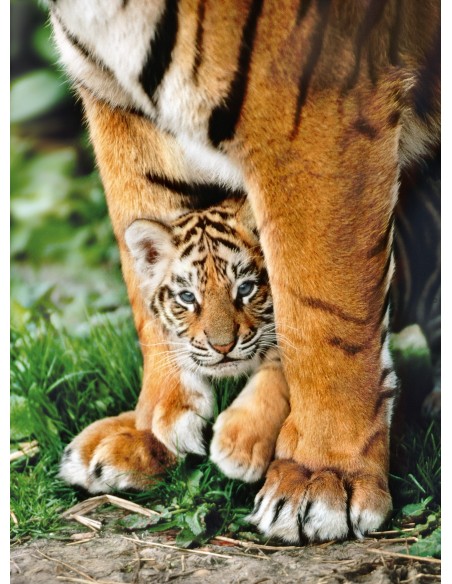 Clementoni Bengal Tiger Club Between Its Mother's Legs - 500 pcs - High Quality Collection