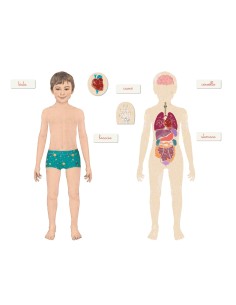 Clementoni Montessori Il corpo umano 2