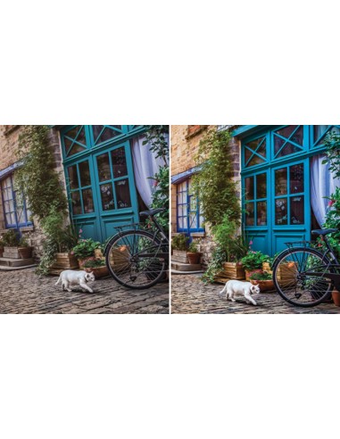 Corel PaintShop Pro X9 Education Edition License (51-250) Istruzione (EDU) Tedesca, DUT, Inglese, ESP, Francese, ITA