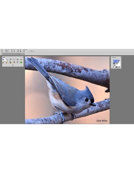 Corel PaintShop Pro 2018 1 licenza e