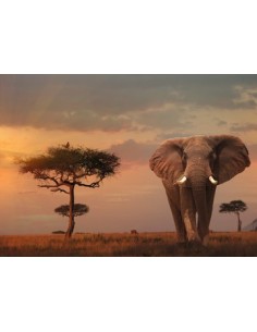 Ravensburger 00.015.159 Puzzle scorrevole 1000 pz Flora e fauna 2